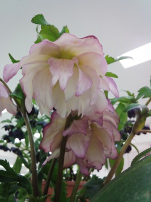 f:id:bluemoonbell:20140221140242j:image