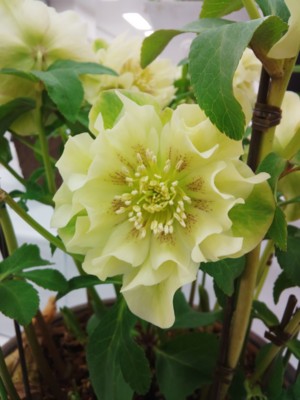 f:id:bluemoonbell:20140221140623j:image