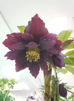 f:id:bluemoonbell:20140221140723j:image