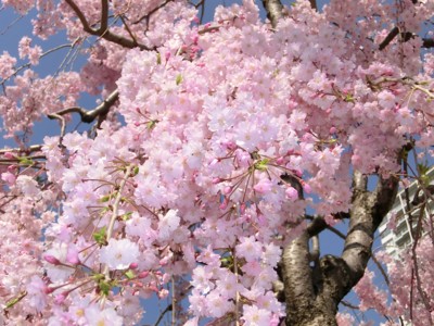 f:id:bluemoonbell:20140407150054j:image