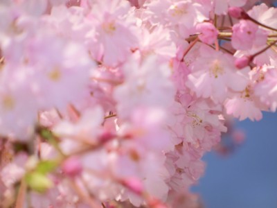 f:id:bluemoonbell:20140407150118j:image