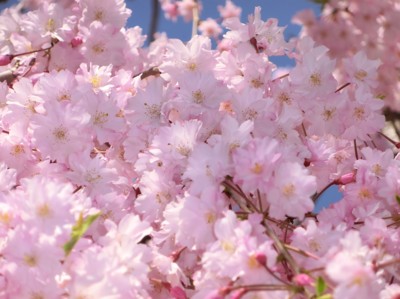 f:id:bluemoonbell:20140407150150j:image