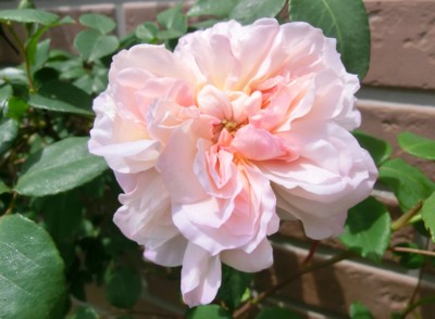 f:id:bluemoonbell:20140428122649j:image