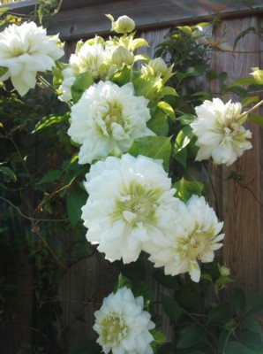 f:id:bluemoonbell:20140504142953j:image