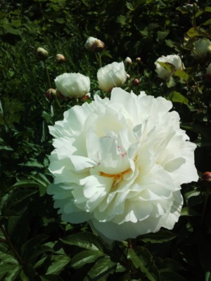 f:id:bluemoonbell:20140504143023j:image