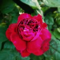 20140514205612