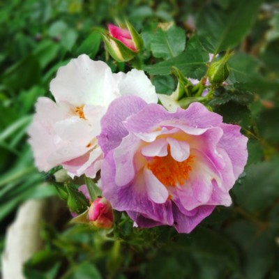 f:id:bluemoonbell:20140516202933j:image