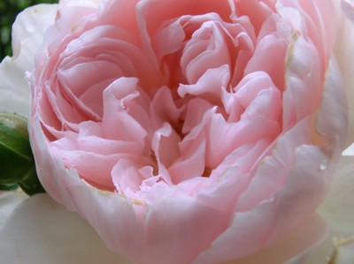 f:id:bluemoonbell:20140523071507j:image