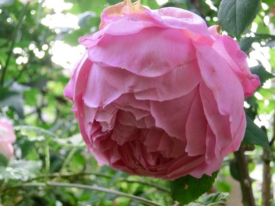 f:id:bluemoonbell:20140523072440j:image