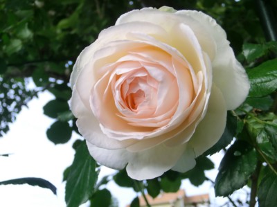 f:id:bluemoonbell:20140523072619j:image