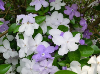 f:id:bluemoonbell:20140525131432j:image f:id:bluemoonbell:20140525131432j:image