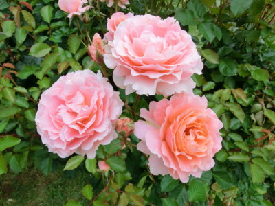 f:id:bluemoonbell:20140526103841j:image