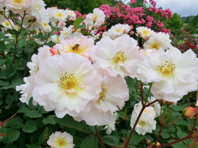 f:id:bluemoonbell:20140526104013j:image