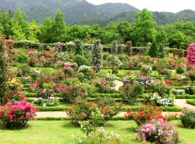 f:id:bluemoonbell:20140526104315j:image:left