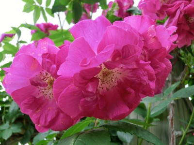 f:id:bluemoonbell:20140526105226j:image