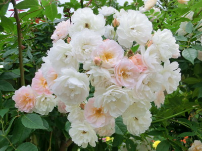 f:id:bluemoonbell:20140526105608j:image