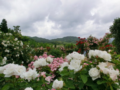 f:id:bluemoonbell:20140526110446j:image