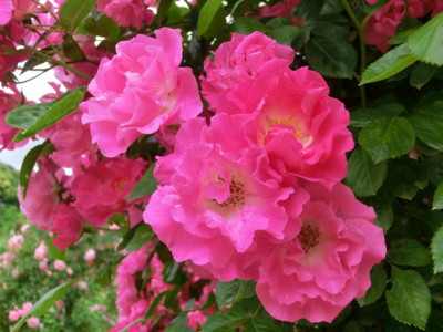 f:id:bluemoonbell:20140526110820j:image