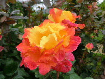 f:id:bluemoonbell:20140526112546j:image