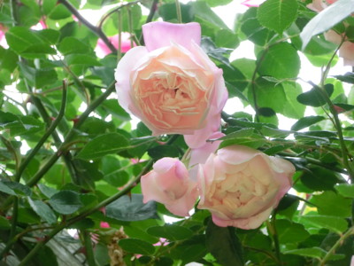 f:id:bluemoonbell:20140526112819j:image