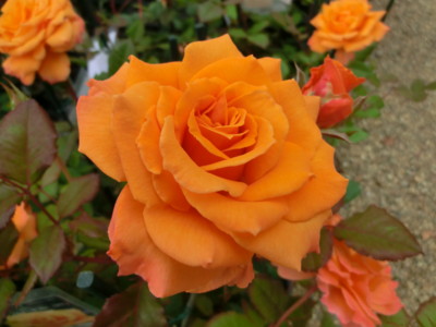 f:id:bluemoonbell:20140526124325j:image
