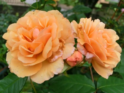 f:id:bluemoonbell:20140611065335j:image
