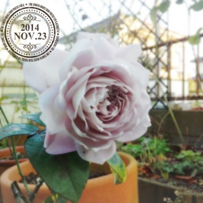 f:id:bluemoonbell:20141129143926j:image