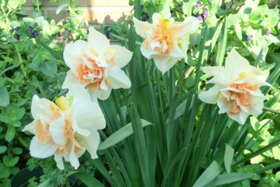 f:id:bluemoonbell:20150331073003j:image