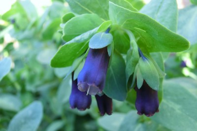 f:id:bluemoonbell:20150331073026j:image