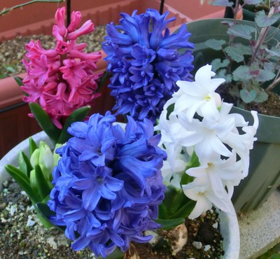 f:id:bluemoonbell:20150331073115j:image