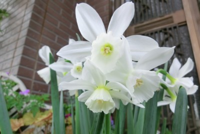 f:id:bluemoonbell:20150420071855j:image