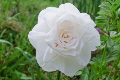 f:id:bluemoonbell:20150420072132j:image