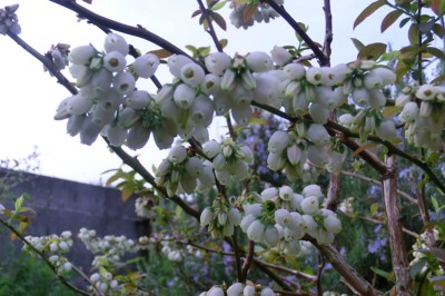 f:id:bluemoonbell:20150420072239j:image