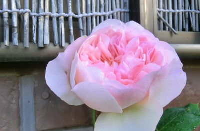 f:id:bluemoonbell:20150502063733j:image
