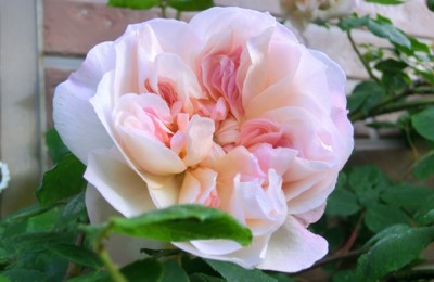 f:id:bluemoonbell:20150502063800j:image