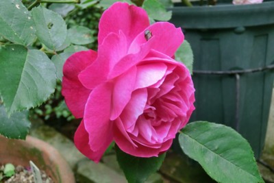 f:id:bluemoonbell:20150505075858j:image