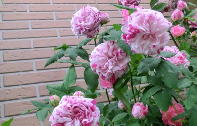 f:id:bluemoonbell:20150516164400j:image
