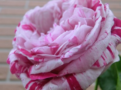 f:id:bluemoonbell:20150516164427j:image