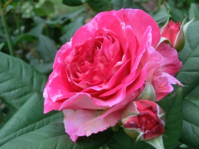 f:id:bluemoonbell:20150520061246j:image
