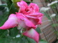 f:id:bluemoonbell:20150526061559j:image:medium