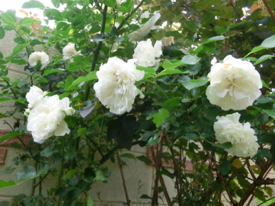 f:id:bluemoonbell:20150526061642j:image