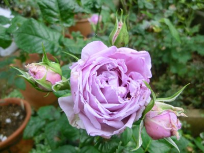f:id:bluemoonbell:20150526064245j:image