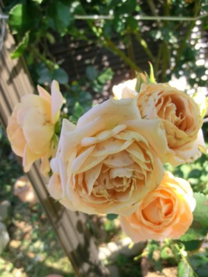 f:id:bluemoonbell:20150607083855j:image