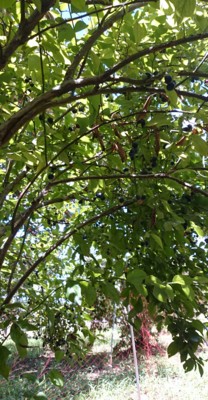 f:id:bluemoonbell:20150805104731j:image:left