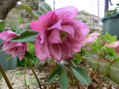 f:id:bluemoonbell:20160229140826j:image