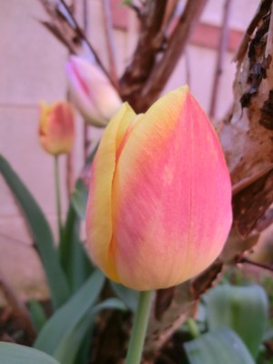 f:id:bluemoonbell:20160408074611j:image