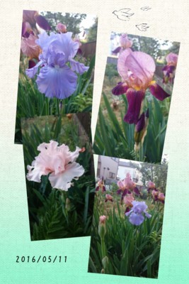 f:id:bluemoonbell:20160512110358j:image