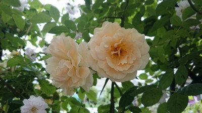 f:id:bluemoonbell:20170525131715j:image