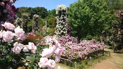 f:id:bluemoonbell:20170529110622j:image f:id:bluemoonbell:20170529110622j:image