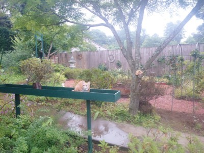 f:id:bluemoonbell:20170618121207j:image